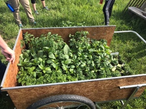 Wheelbarrow full of herbs