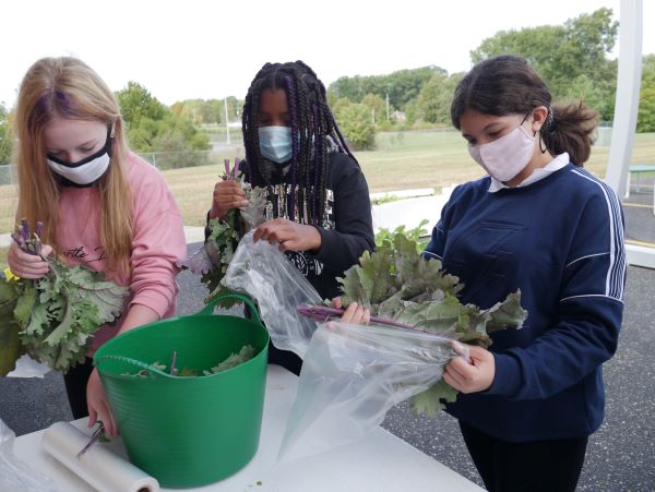 Girls package up their leafy harvest