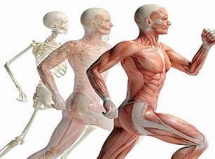 Images of the human body in motion - a skeleton and with muscles.  